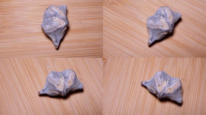 弓石燕化石泥盆纪化石（2）