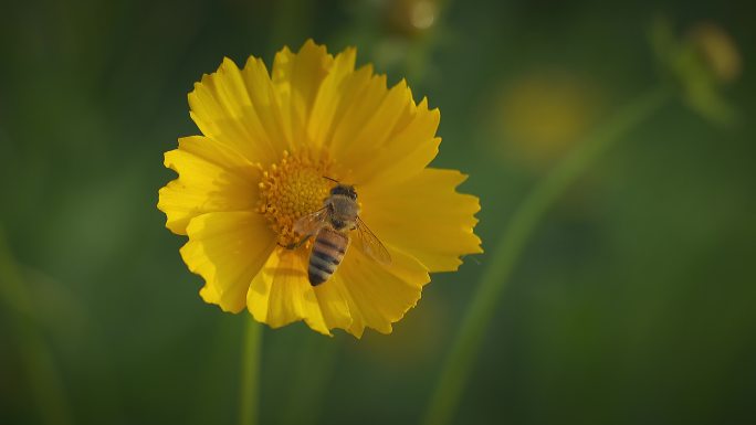 蜜蜂采蜜 蜜蜂 蜂蜜 格桑花 波斯菊