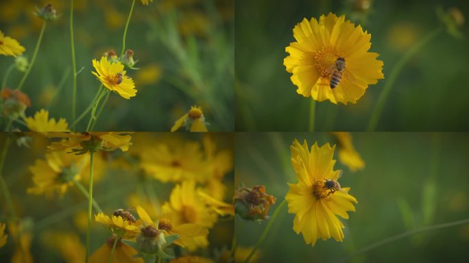 蜜蜂采蜜 蜜蜂 蜂蜜 格桑花 波斯菊