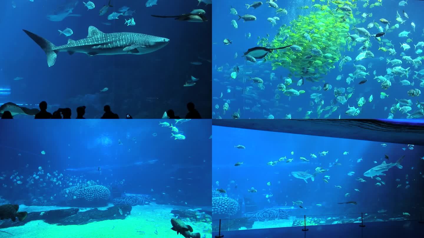 海洋馆 水中生物 鱼群