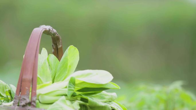 山景 美丽风光 绿色蔬菜