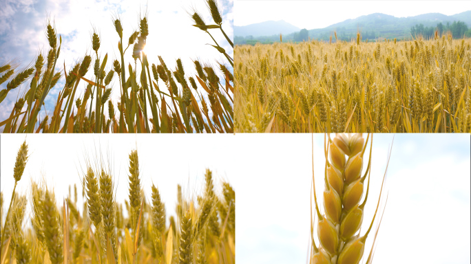 小麦丰收 麦田丰收