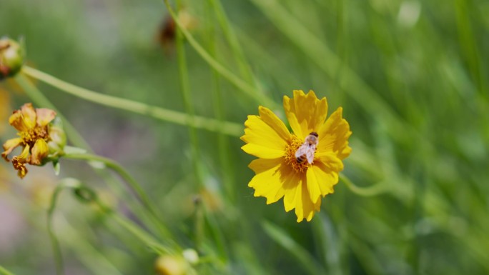 蜜蜂特写实拍4k