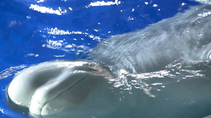 水族馆 海族馆 海底游鱼 一群鱼