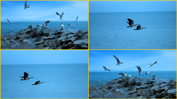 青海湖上飞翔的海鸥
