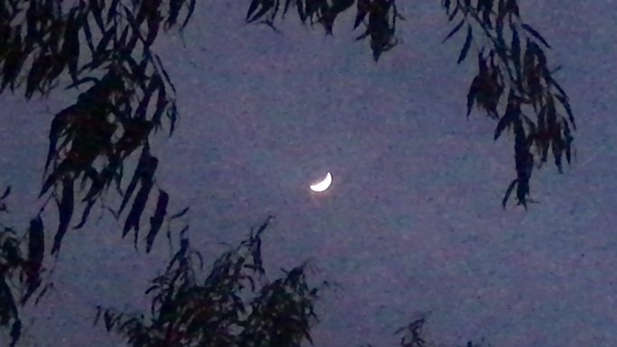 夜晚 树杈 月亮