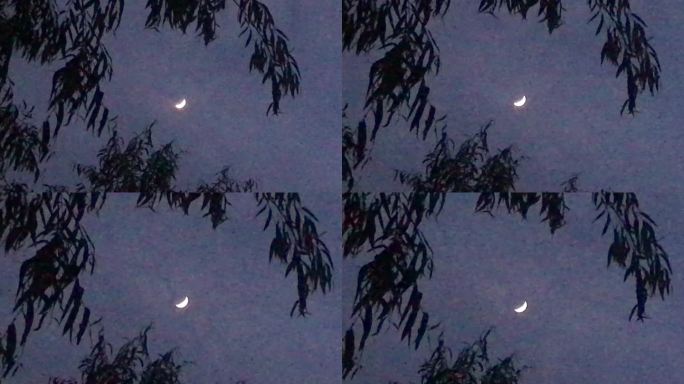 夜晚 树杈 月亮