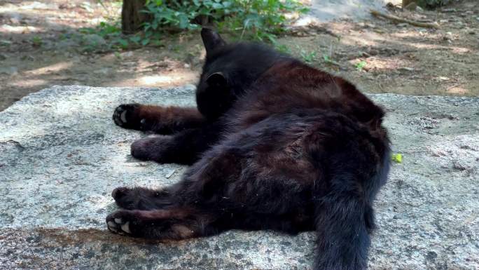 野外猫咪晒太阳流浪黑猫（1）