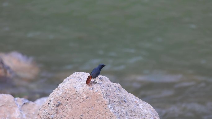 红尾水鸲 戏水漳河湿地