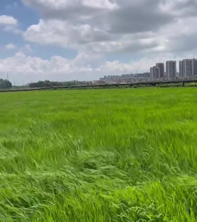 广州城市农田