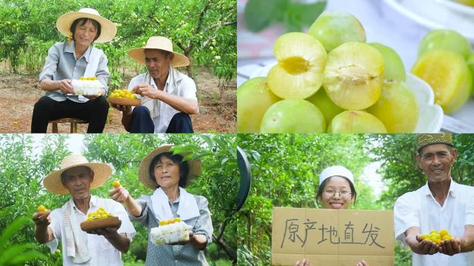 乡村振兴蜂糖李采摘