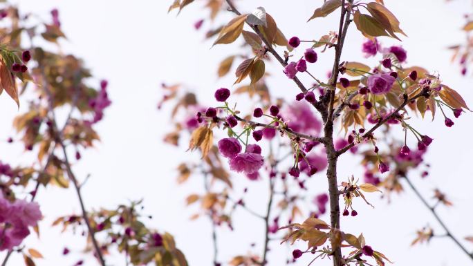 樱花繁育基地