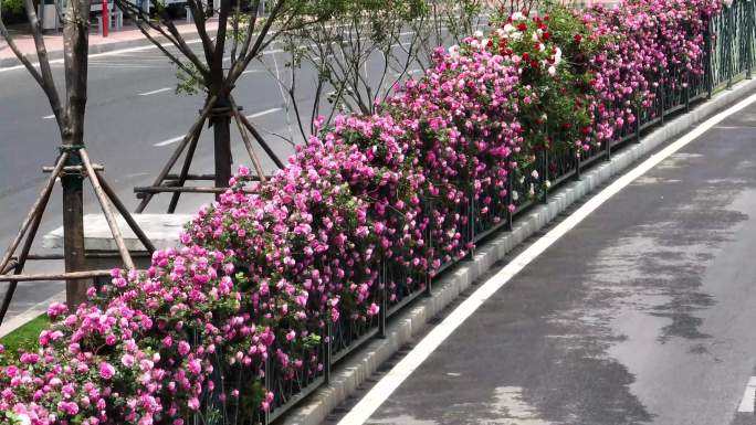 蔷薇花城市绿化