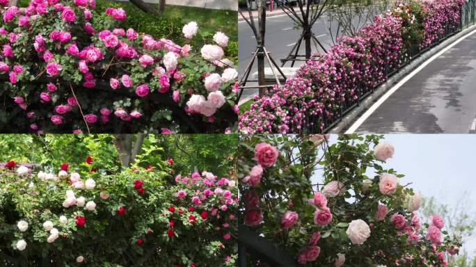 蔷薇花城市绿化