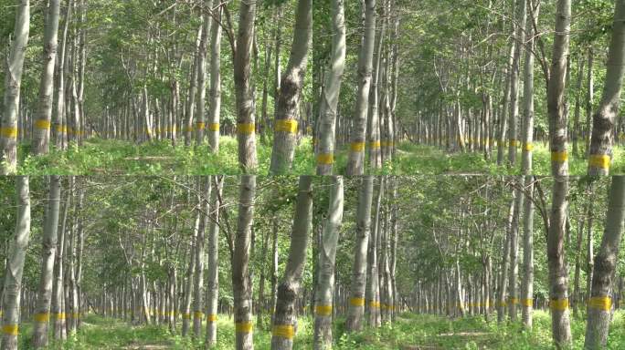 升降镜头拍摄户外大片杨树林风光美景