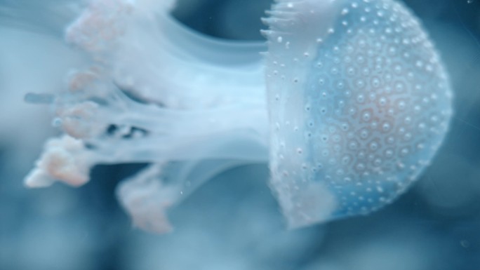 海底世界水母海洋馆热带鱼鱼类超清4K实拍