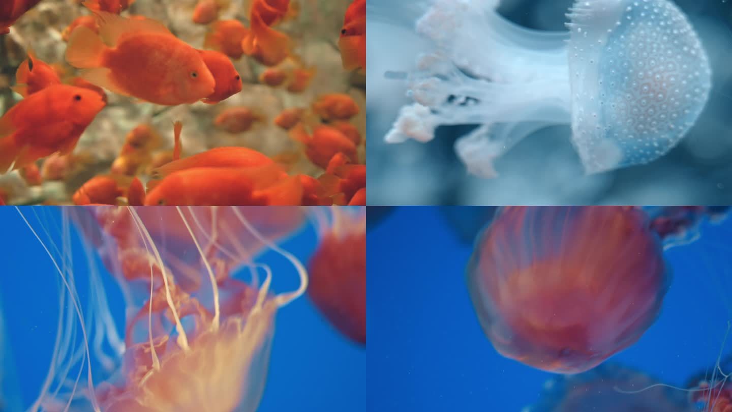 海底世界水母海洋馆热带鱼鱼类超清4K实拍
