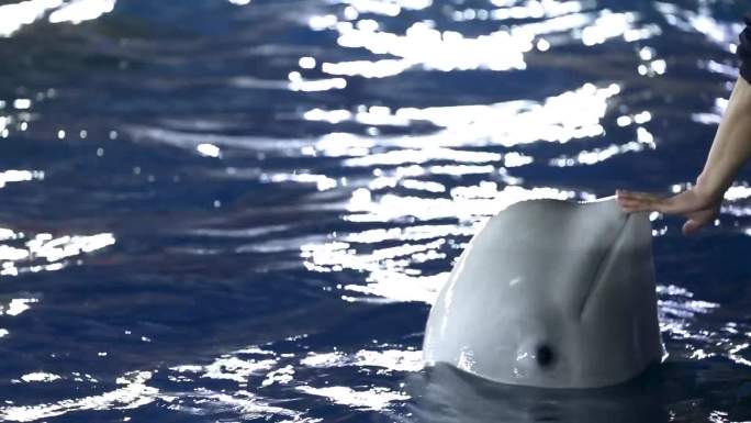 水族馆 海族馆 海底游鱼 一群鱼