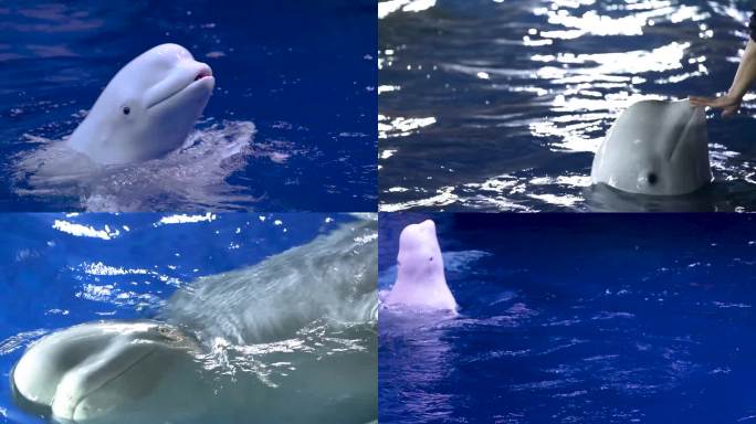 水族馆 海族馆 海底游鱼 一群鱼