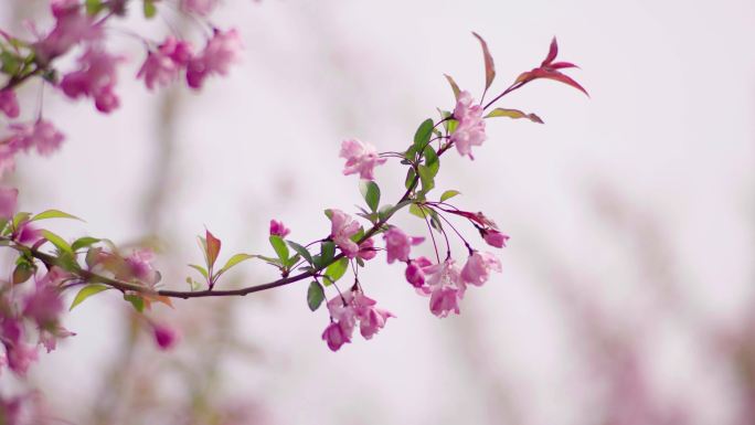 樱花繁育基地