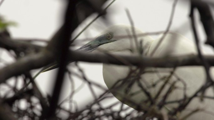 l1汕尾海丰红树林枝头矗立的白色鸟类
