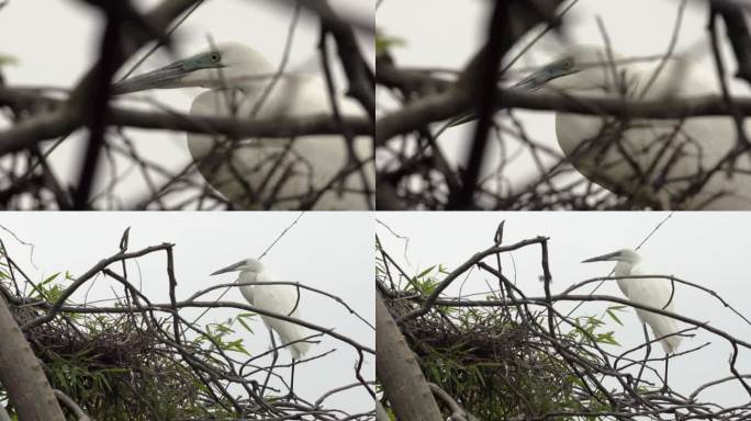 l1汕尾海丰红树林枝头矗立的白色鸟类