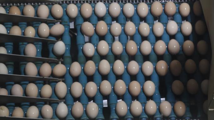 鸡蛋工厂日产蛋24万枚