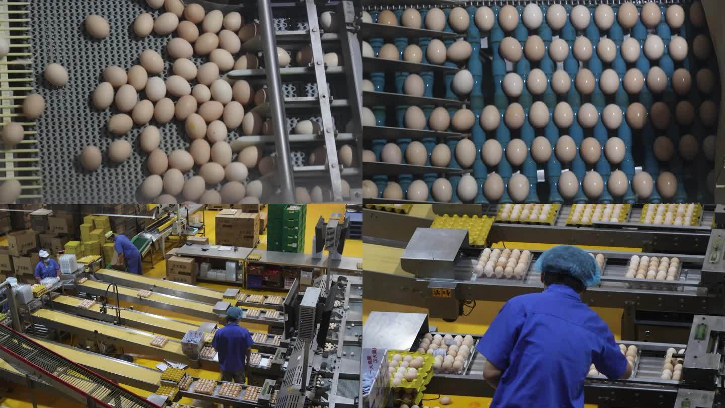 鸡蛋工厂日产蛋24万枚