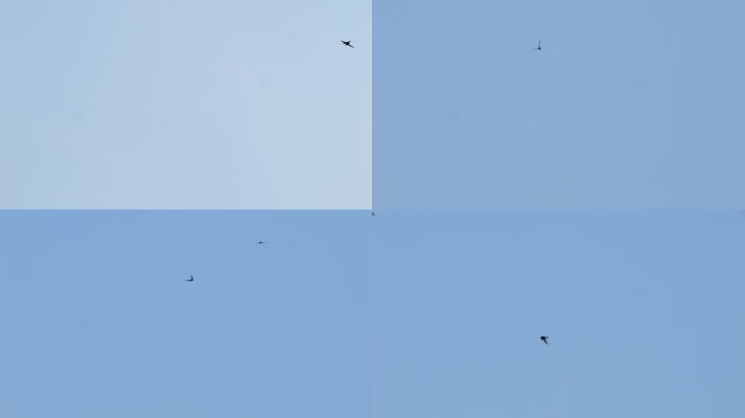 北京雨燕 燕子 天空鸟