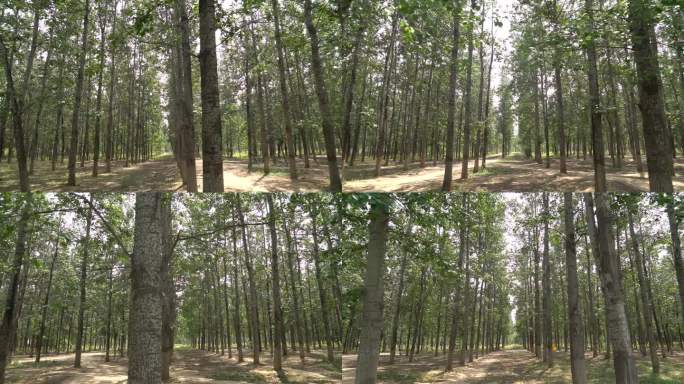 稳定器横移拍摄一片大的杨树林