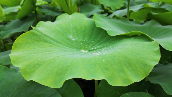 端午荷叶水珠水分子