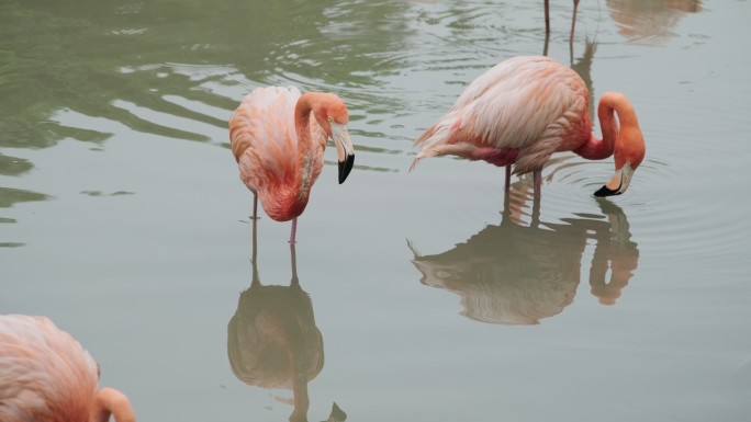 4K60P 火烈鸟 红鹳湿地亚热带 鸟类