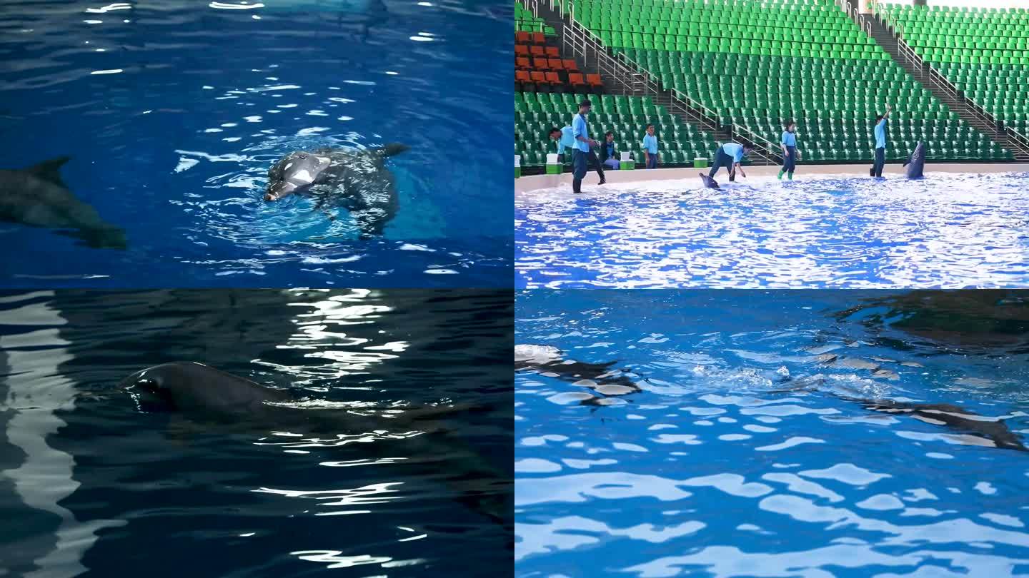 水族馆 海豚 海洋世界