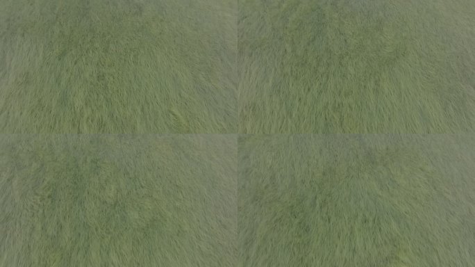 江西鄱阳湖草海4K灰片D-LOG素材