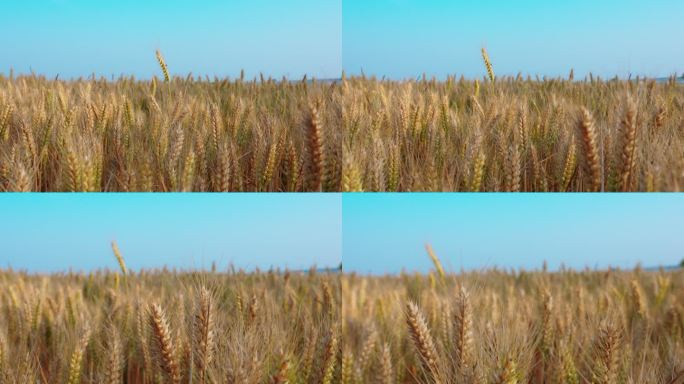 河南即将成熟的小麦