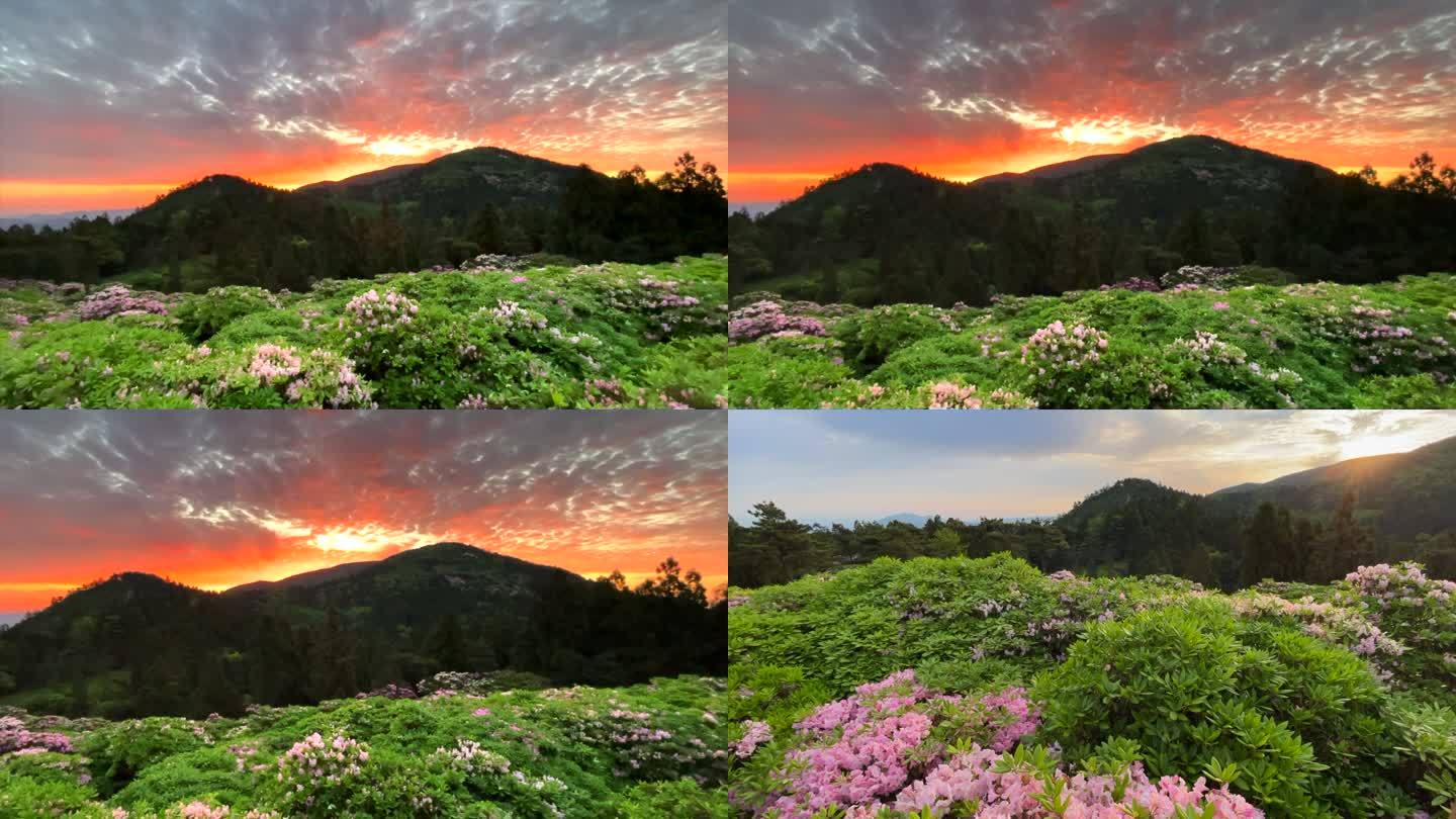 天台山 云锦 杜鹃花 高山日出