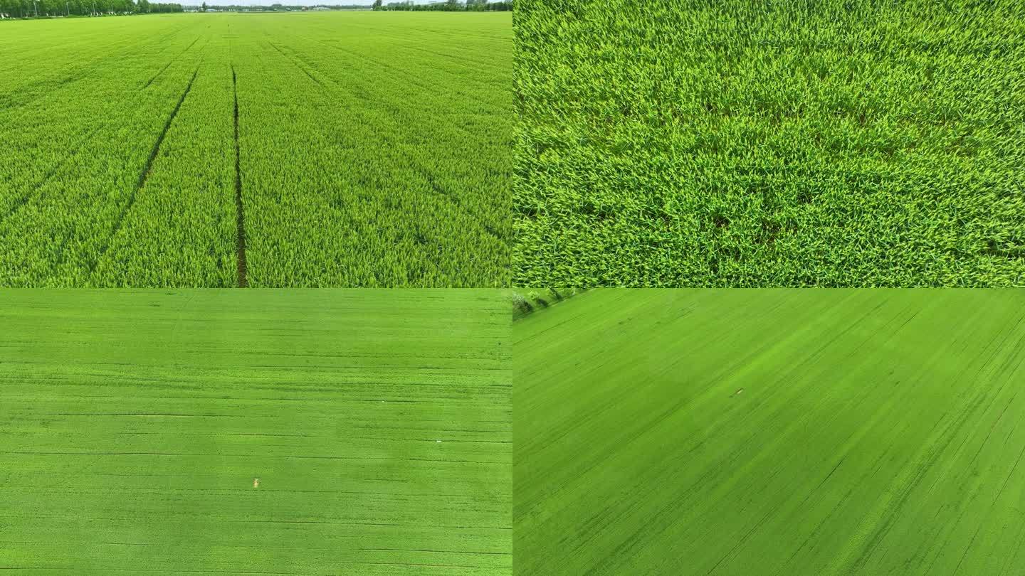 小麦拔穗期高标准农田