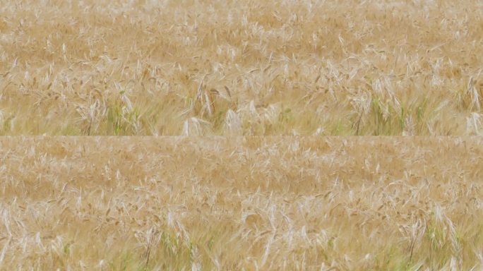 大麦成熟慢镜头升格视频
