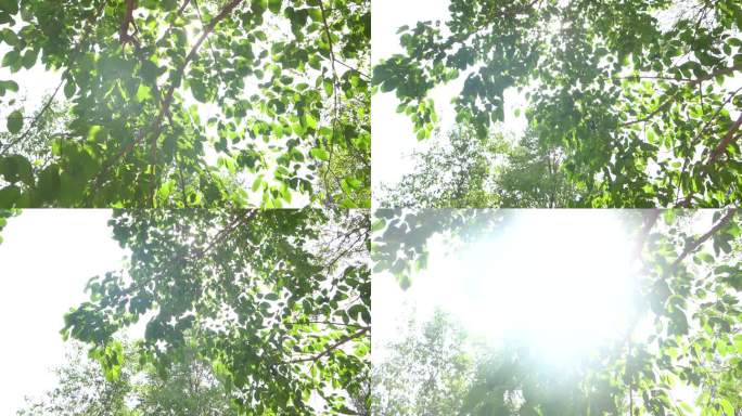 逆光拍摄树叶在阳光下闪光阳光闪闪有意境