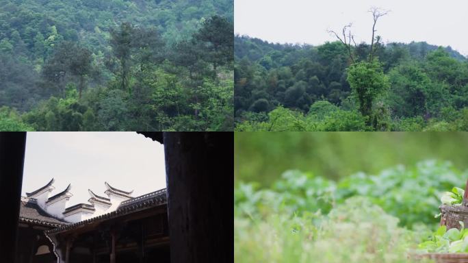 山景 美丽风光 绿色蔬菜