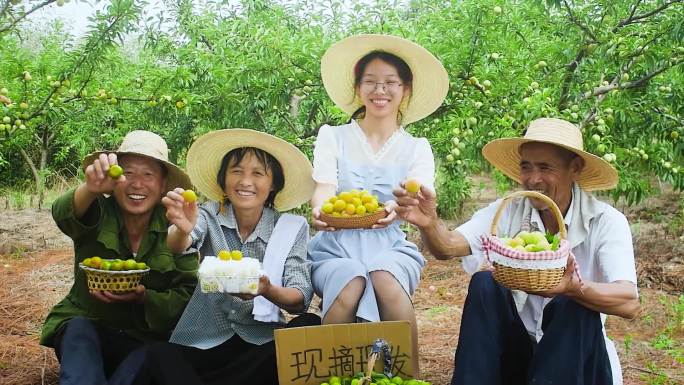 乡村振兴蜂糖李采摘