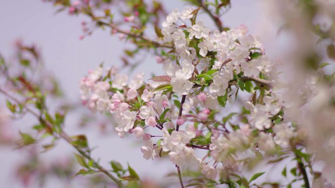 樱花繁育基地