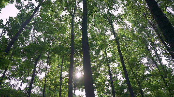 阳光婆娑的树林