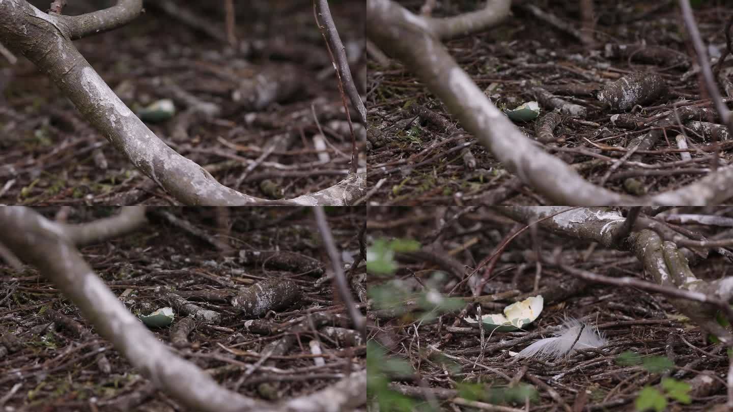 l1汕尾海丰红树林中破碎的鸟类蛋壳