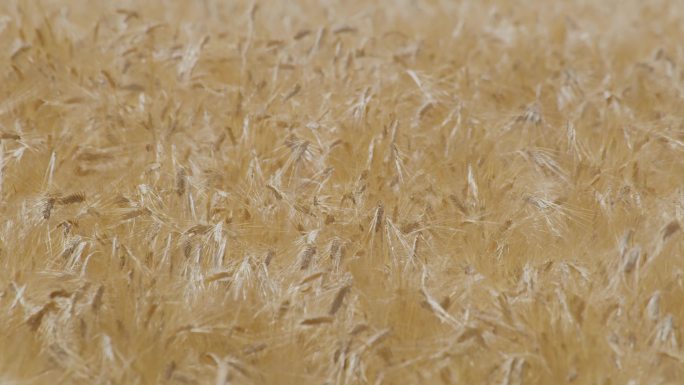 大麦成熟慢镜头升格视频