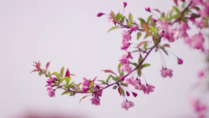 樱花繁育基地