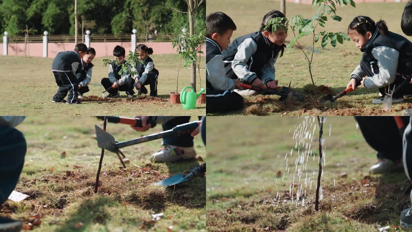 植树 学生 校园