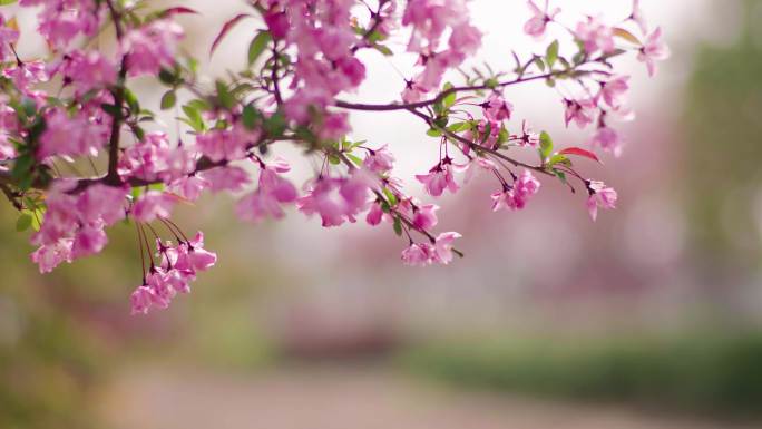 樱花繁育基地