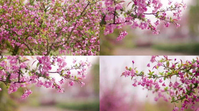 樱花繁育基地