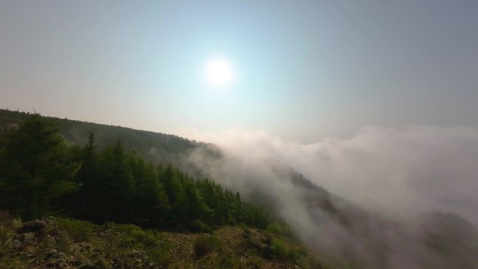 高山森林云海涌动加延时素材